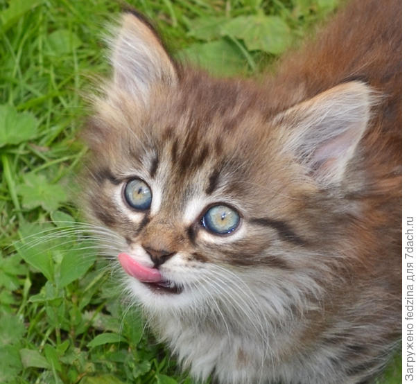 Вкусненькое принесли...