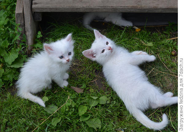 Папины дочки