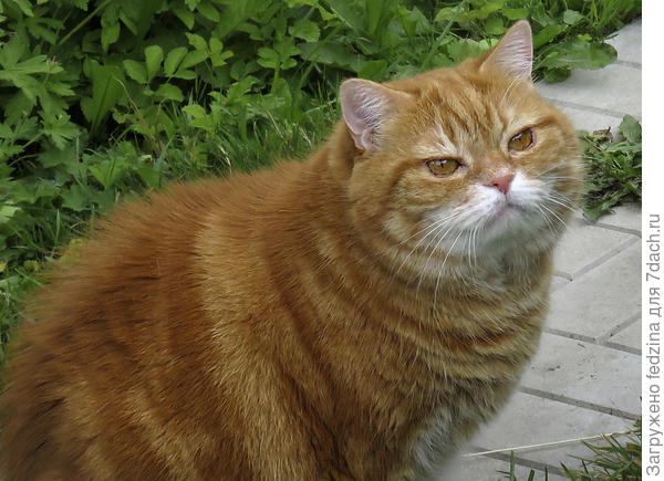 А этот рыжий котяра - дружелюбный...