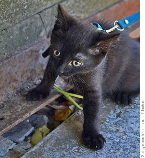 Маленький зверь