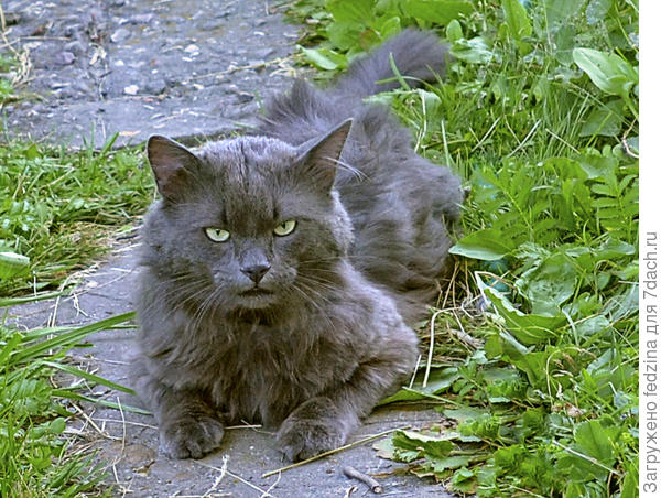 Не дружелюбный сосед