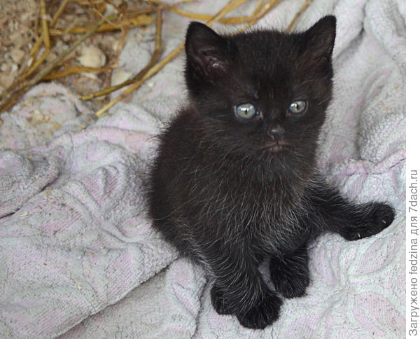 Удивлённый