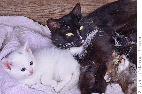 Мама с дочкой и сыночком