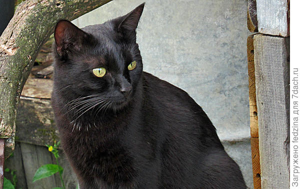 Дуся всегда начеку...