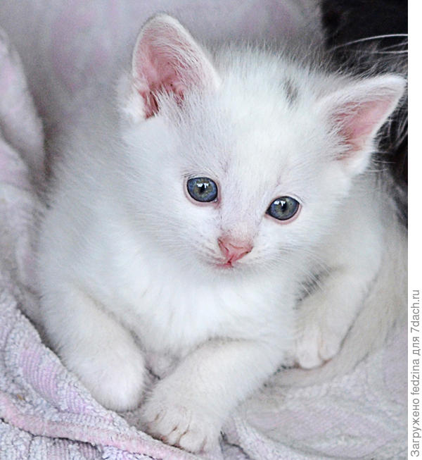 Белоснежка