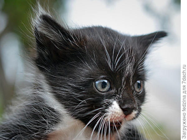 Похожий на щеночка...