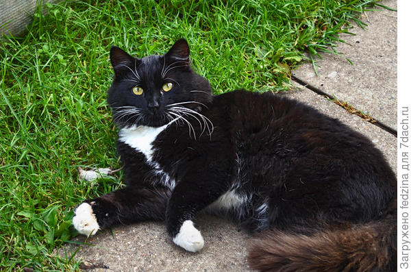 Мышку поймал и отдыхает...