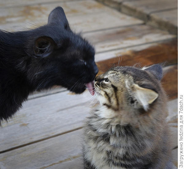 Мамочка умоет и поцелует...