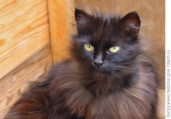 Маруська меняет шубку