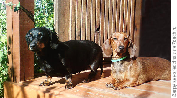 Рада и Щепочка