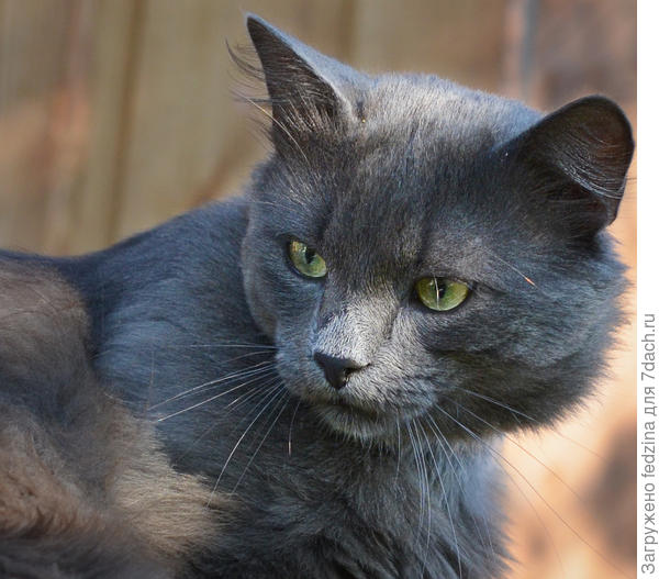 Забияка и удачливый охотник