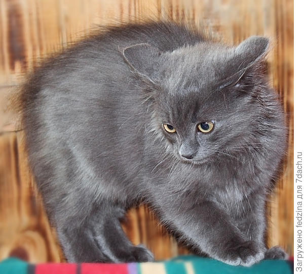 Опять с сссобакой пришла...