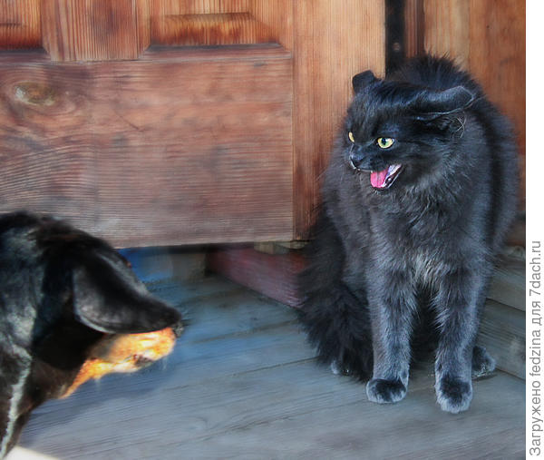 Убирайся, собака, а то укушу!!!