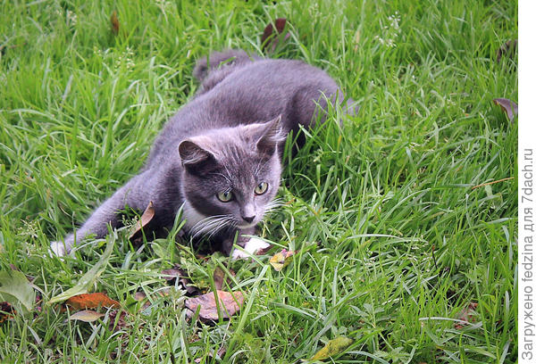 Охота на мышку