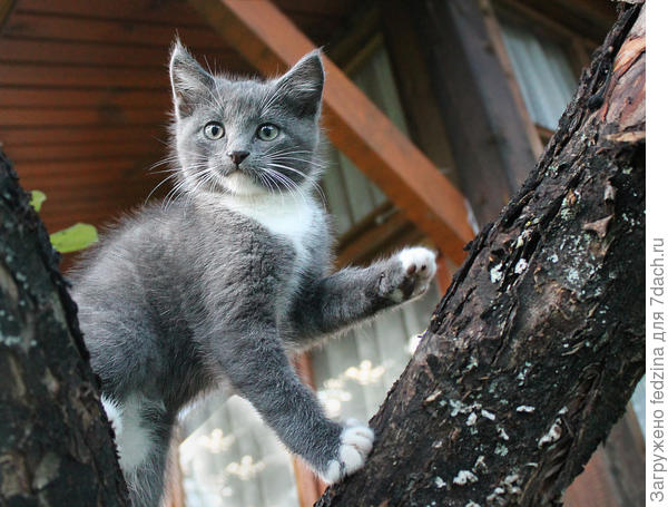 Я только на птичку посмотрю и спущусь...