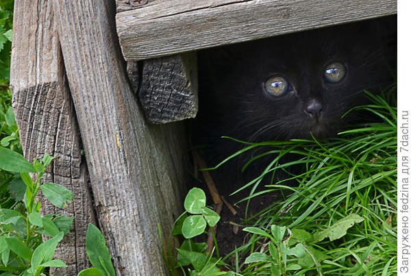 Уголёк спрятался...