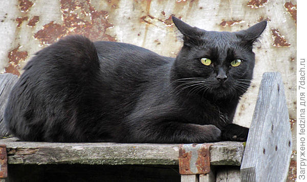 Соседка Дуся