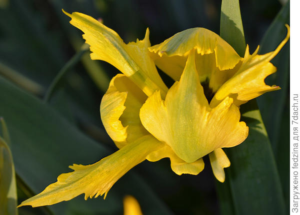 Жёлтый паук