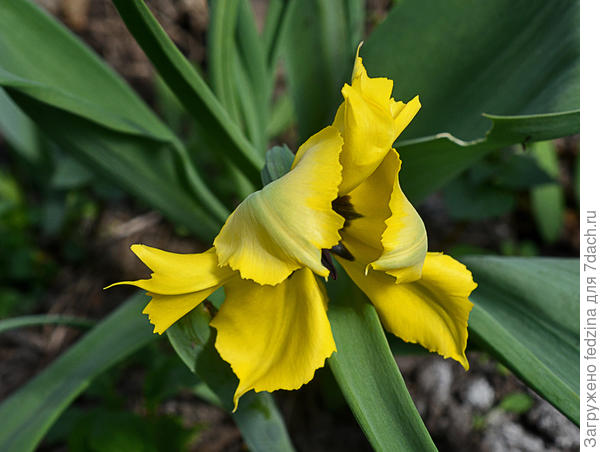 Тюльпан Жёлтый паук