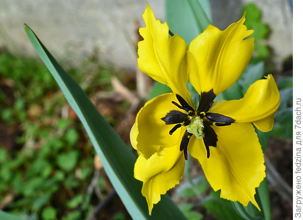 Глазастый Жёлтый паучок