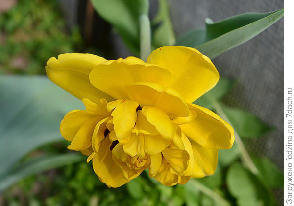 Тюльпан в теплице  10 апреля