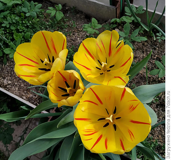 Сорнячки в теплице