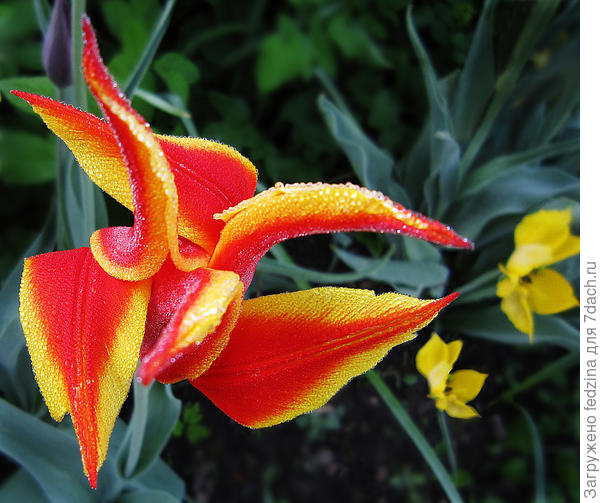 Дима и девочки, поздравляю с победой!!!