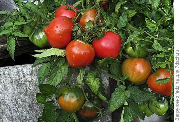 Розовая страсть