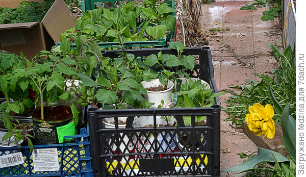 Стаканчики с рассадой георгин