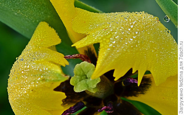 Тюльпан с крылышками