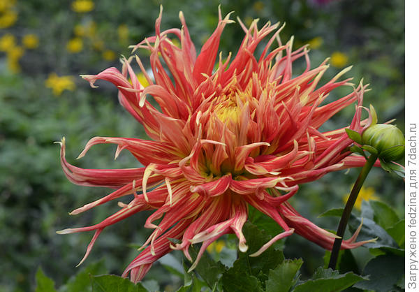 Шоу енд Телл