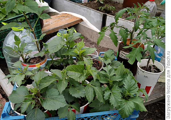 Георгины рассадой 14.04