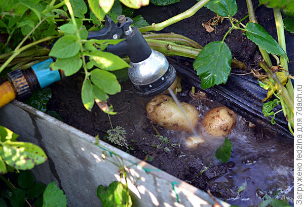 Сбор методом вымывания молодой картошечки летом