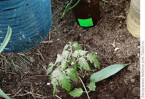 Растение после посадки «солю» золой от вредителей