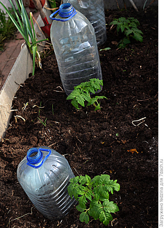 Зелёный эльф и махагони