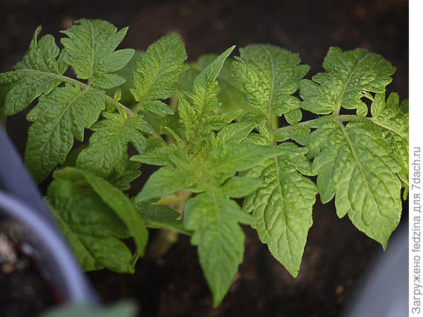 Дикий Фред уже посажен