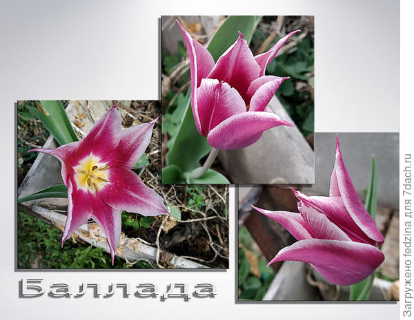 Лилиецветный тюльпан Баллада