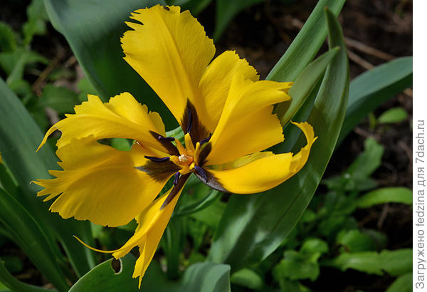 Ж паук 18 апреля