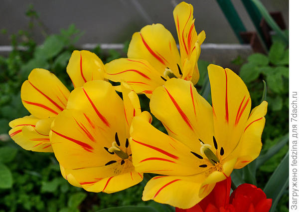 Жёлтые в полосочку