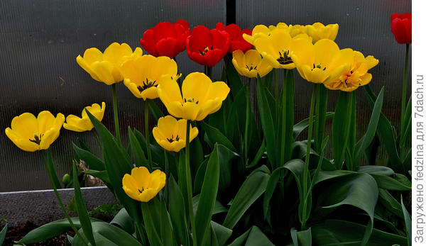 Пахнущие мёдом в теплице