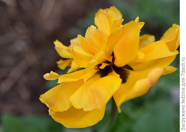 Монте Карло