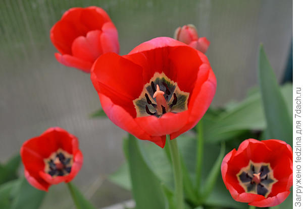 Красные простые с синей серединкой