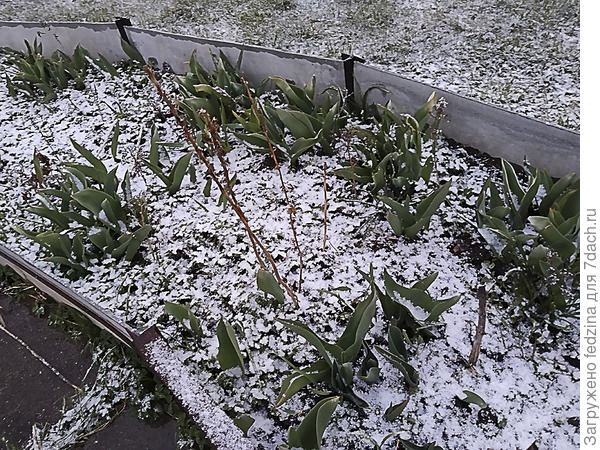 Снег в апреле