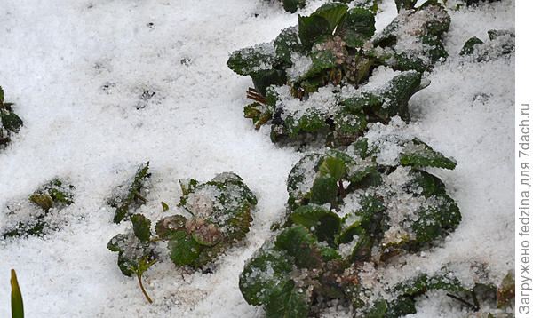 Клубника под снегом