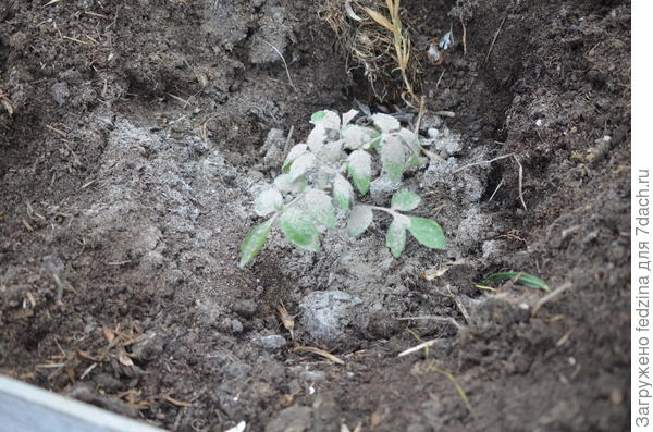 Помидорка под золой