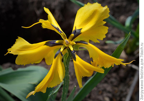 Тюльпан &amp;quot;Жёлтый паук&amp;quot; из моей теплицы