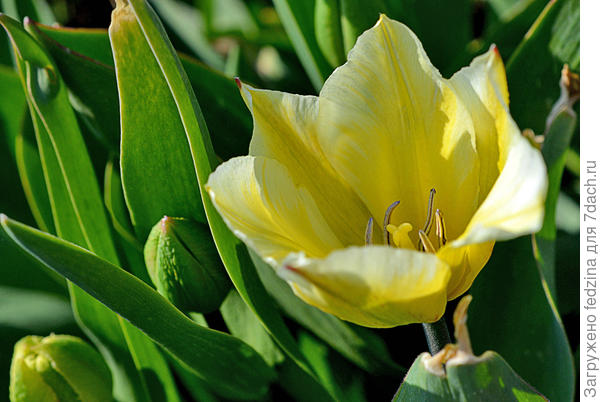 Тюльпанчик