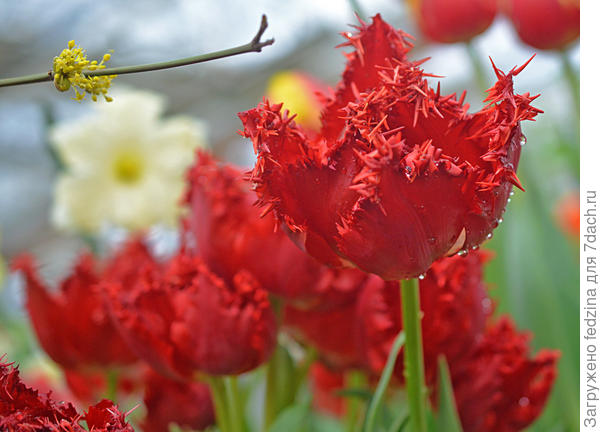 Бахромчатый красный