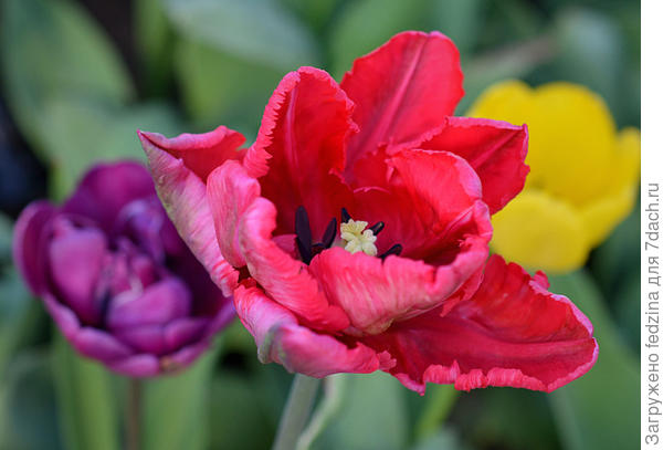 Малиновый попугай