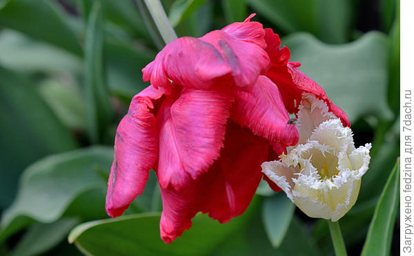 Белый кристалл и попугай